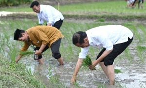 Tanam Padi Bersama Petani di Tuban, Presiden Apresiasi Penggunaan Pupuk Organik